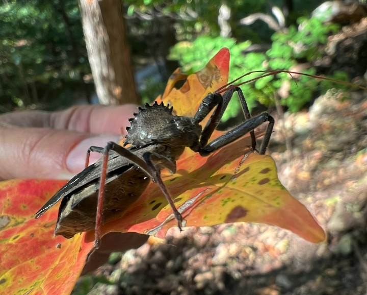 Wheel Bug